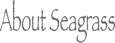 About Seagrass